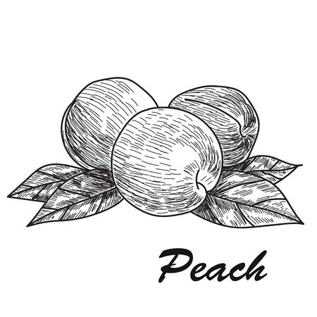 Hand drawn sketch style peach. Ripe whole peach and peach quarter. fresh farm fruits vector illustration.のイラスト素材