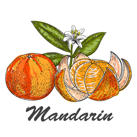 Hand made vector sketch of mandarins made in vintage style.のイラスト素材