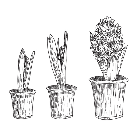 Set of vector hand drawn line art flowers. Spring hyacinth, grape hyacinth, crocus ink drawings for easter decor, garden backgrounds, floral design.のイラスト素材