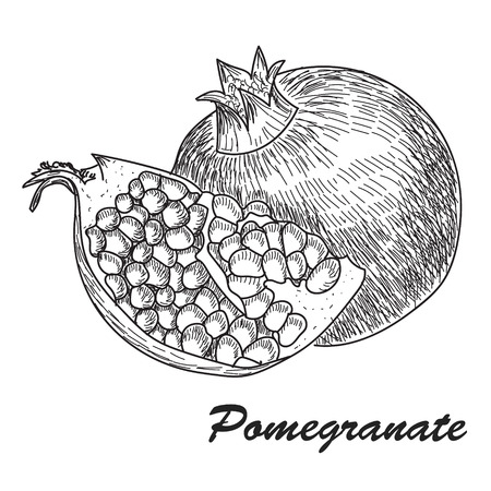 Pomegranate fruit, berry. Organic nutrition healthy food. Engraved hand drawn vintage retro vector Isolated on white backgroundのイラスト素材