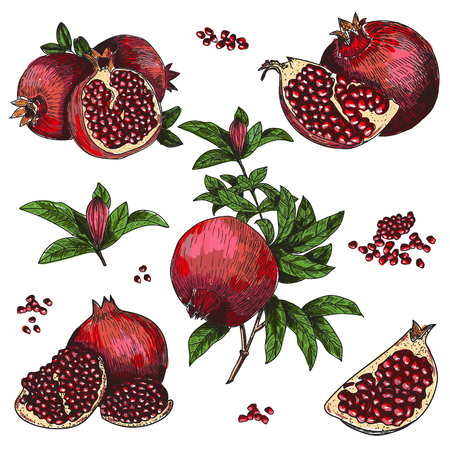 Hand drawn sketch style pomegranates set. Pomegranates with seeds and leafs. Sketch style vector illustration. Organic food vector.のイラスト素材