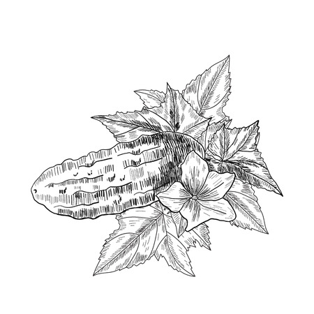 Cucumber hand drawn vector. Isolated cucumber. Vegetable engraved style illustration. Detailed vegetarian food drawing. Farm market product.のイラスト素材