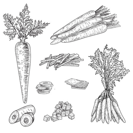 Carrot hand drawn vector illustration setのイラスト素材