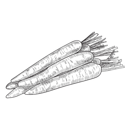 Carrot hand drawn icon.のイラスト素材