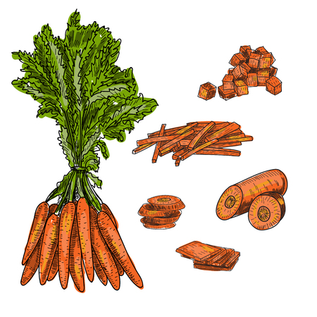 Carrot hand drawn vector illustration set. Isolated Vegetable engraved style object with sliced pieces. Detailed vegetarian food drawing. Farm market product. Great for menu, label, icon.のイラスト素材