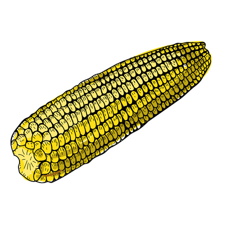 Corn hand drawn ink illustration. Sketch Fresh organic vegetable, herb engraved. Detailed food drawing.のイラスト素材