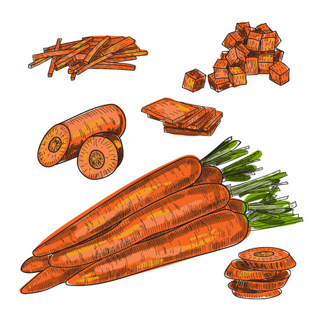 Carrot hand drawn vector illustration set. Isolated Vegetable engraved style object with sliced pieces. Detailed vegetarian food drawing. Farm market product. Great for menu, label, icon.のイラスト素材