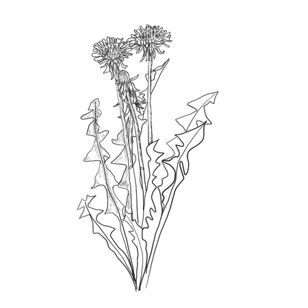 Dandelion flower vector drawing set. Isolated wild plant and flying seeds. Herbal engraved style illustration. Detailed botanical sketchのイラスト素材