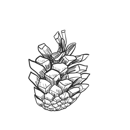 Detailed vector illustration of a pine cone isolated on whiteのイラスト素材