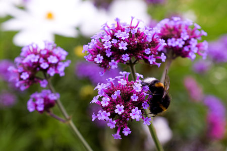 In Kadriorg verbena buenos aires and honeybee in the garden