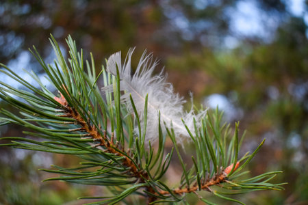 Pine branch with delicate white feather on the beach stromiの写真素材