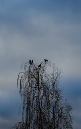 Cormorants on the tree in the early morning in winterの写真素材