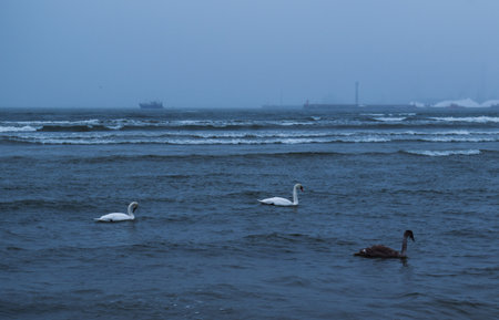 Swans in the Baltic Sea in winter, Klaipeda, Lithuaniaの写真素材