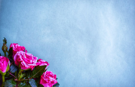 Tender Pink Rosesの写真素材