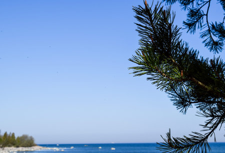 Pine Branch Over the Sea