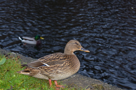 Duck by the Riverbankの写真素材