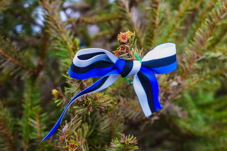 Estonian Flag Ribbon on Evergreen Branchの写真素材
