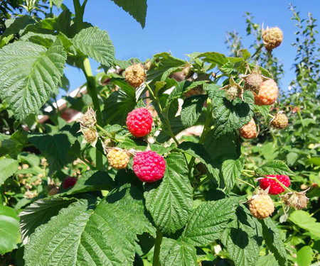 Closeup of Ripe and Unripe Raspberries on a Bush