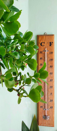Wooden Thermometer and Plant Indoors