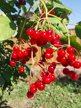 Vibrant Red Viburnum Berries on a Sunny Day