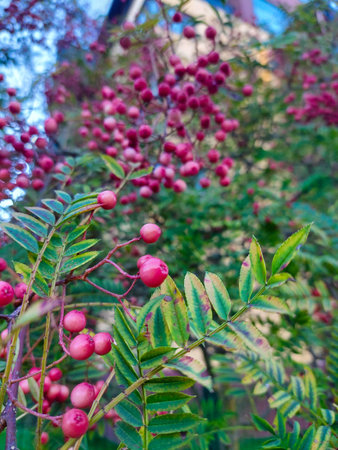Vibrant Pink Berries and Green Leaves