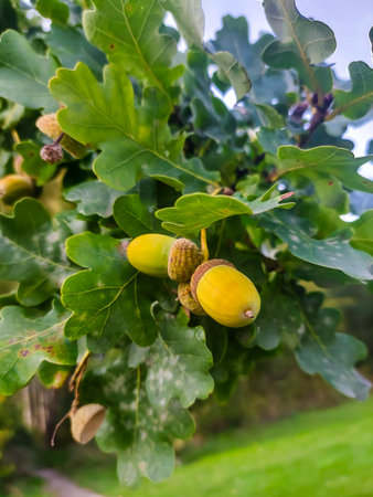 Ripe Acorns and Green Leaves on Oak Tree Branchの写真素材