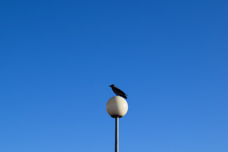 Bird Silhouette on Lamp Post Against Blue Skyの写真素材