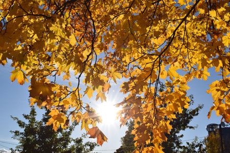 Autumn maple leaves on a background of blue sky with sun rays