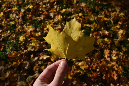 Yellow maple leaf in the hand on a background of autumn leaves.
