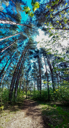 Pine trees in a pine forest on a sunny summer day.の写真素材