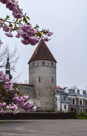 Lush Pink Cherry Blossoms Framing Medieval Tower of Old Town Tallinnの写真素材