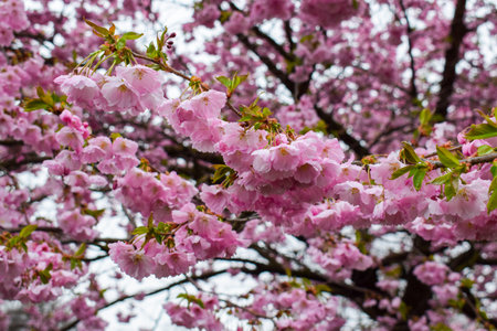 cherry blossom in spring, close up of pink sakura flowersの写真素材