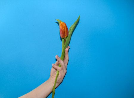 Female hand holding a tulip flower on a blue background. Flat lay, top view.の写真素材