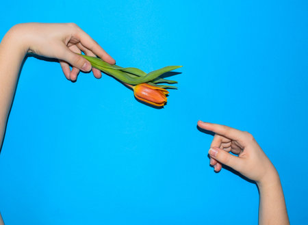 Orange tulip in the hands of a girl on a blue backgroundの写真素材