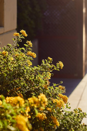 Green plant with yellow flowers in the morning summer sunlight