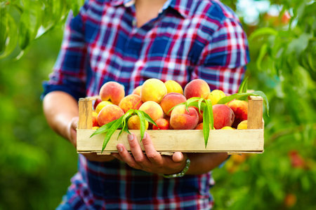 gardener holding a crate of summer fruit, ripe peachesの写真素材