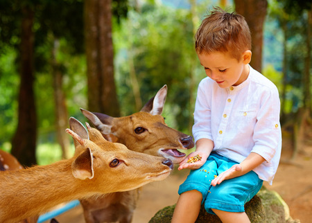 cute boy feeding young deers from hands. focus on deerの写真素材