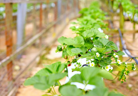 growing strawberries in greenhouseの写真素材