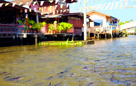 huge quantity of fish in river canal of Bangkok, Thailandの写真素材