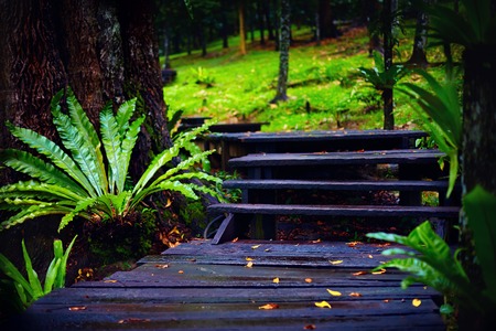 beautiful rain forest trail in tropical park, Kuala Lumpur's Central Parkの写真素材