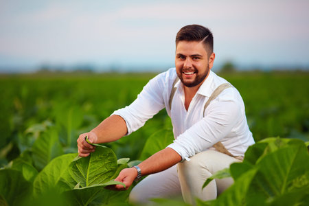 young adult plantation owner checks tobacco leaves on farmlandの写真素材