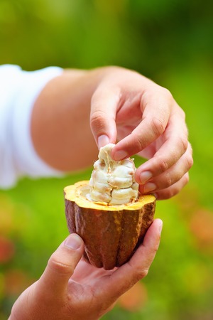 man tests ripe cocoa beans inside a podの写真素材