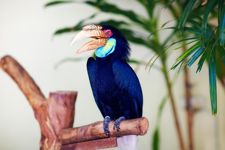 Oriental Pied Hornbill sitting on brench, Anthracoceros albirostrisの写真素材