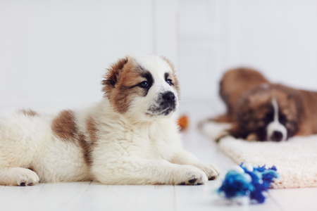 portrait of young caucasian shepherd puppy lying on carpet at homeの写真素材