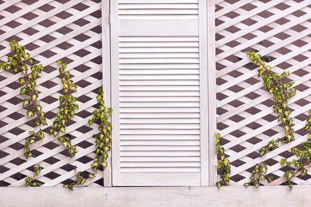 wooden trellis facade wall with young weaving ivy plantの写真素材