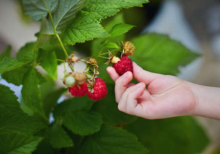 young boy harvesting a ripe red raspberry from the bushの写真素材