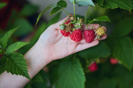 young boy's hand holding a bunch of ripe red raspberriesの写真素材
