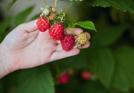 young boy's hand holding a bunch of ripe red raspberriesの写真素材