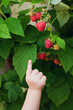 little baby's hand pointing on sweet ripe raspberries hanging on the bushの写真素材