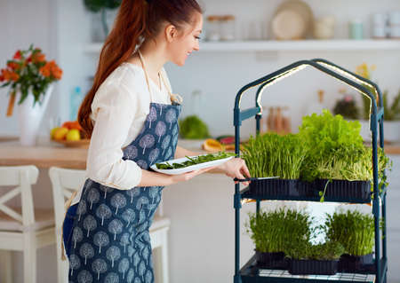organic food growing, home kitchen gardening, microgreen sprout greenhouseの写真素材